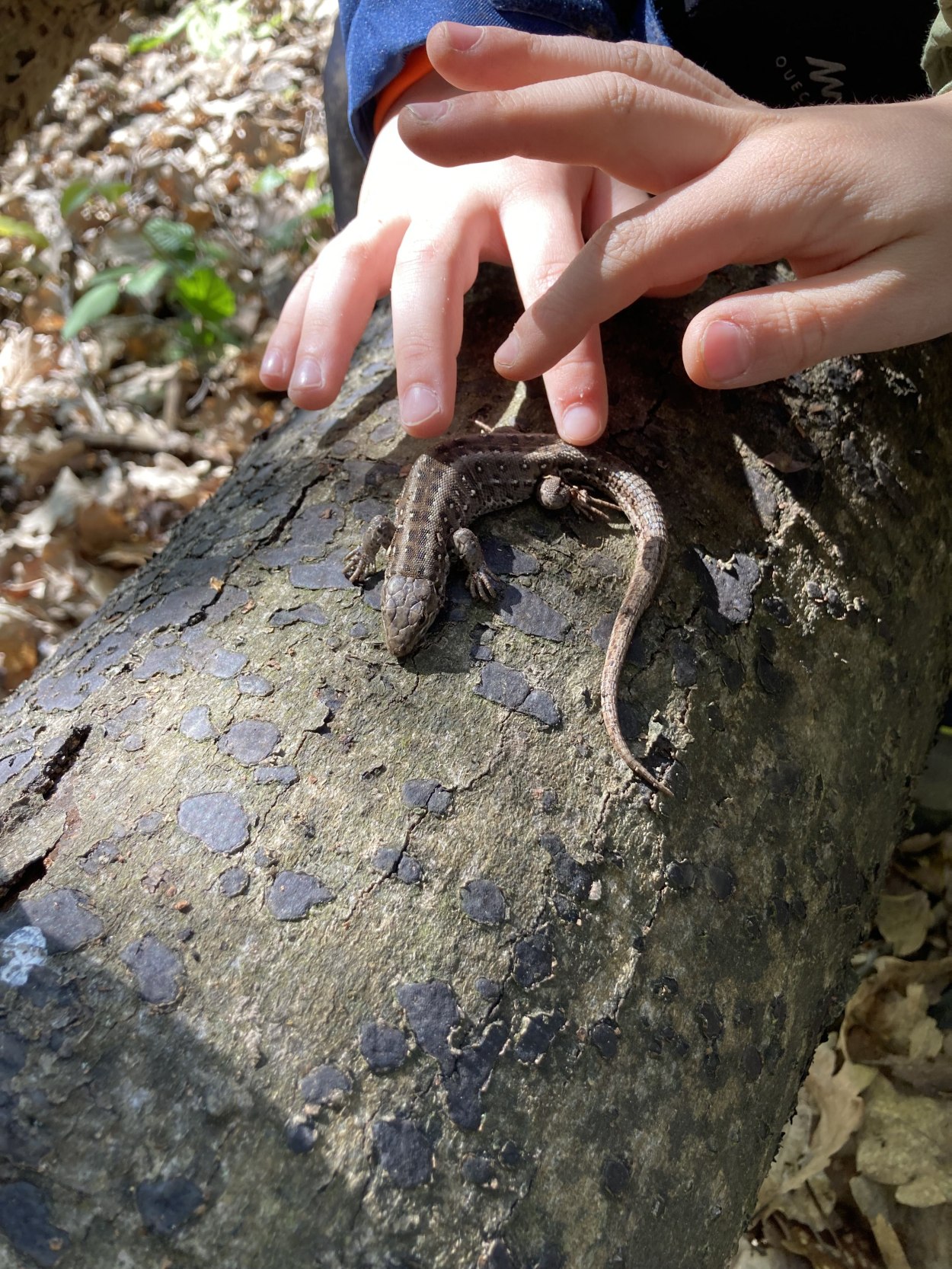 Eidechse auf Kinderhand