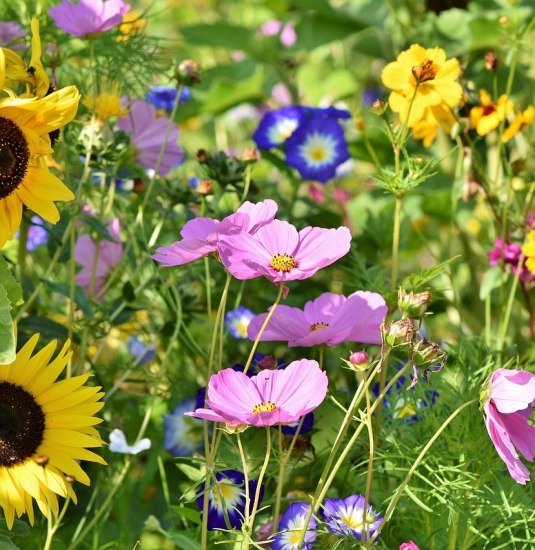 Blumenwiese mit Sonnenblumen  | © Carolin Ruckert