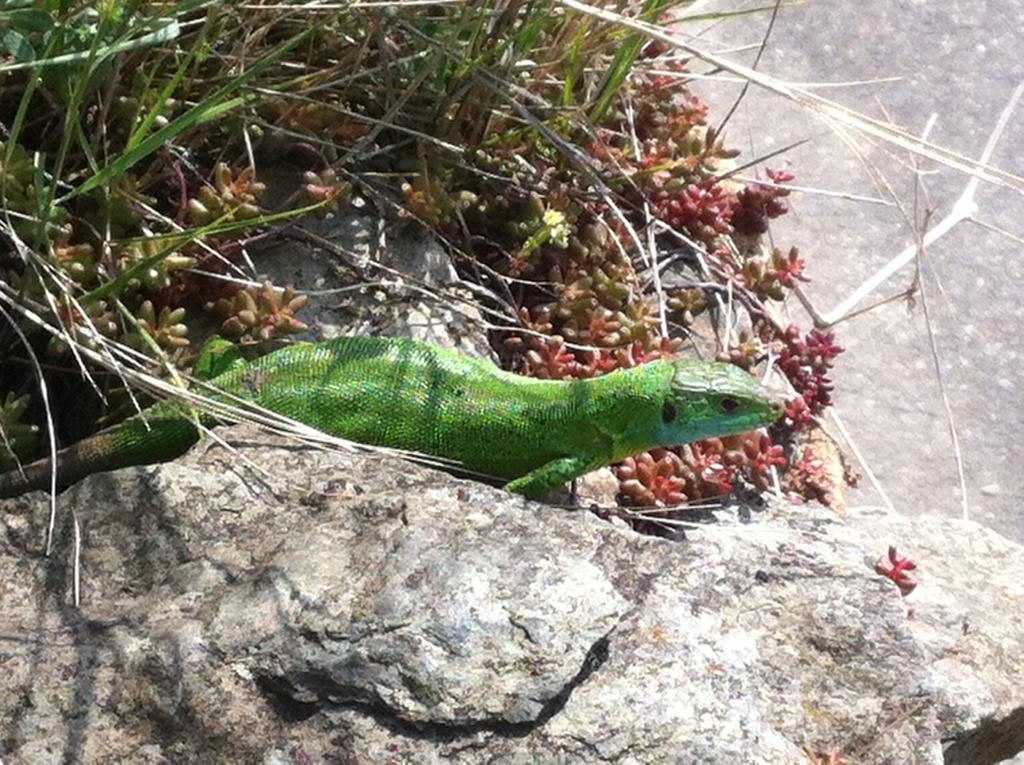 Smaragdeidechse_7 Smaragdeidechse_7