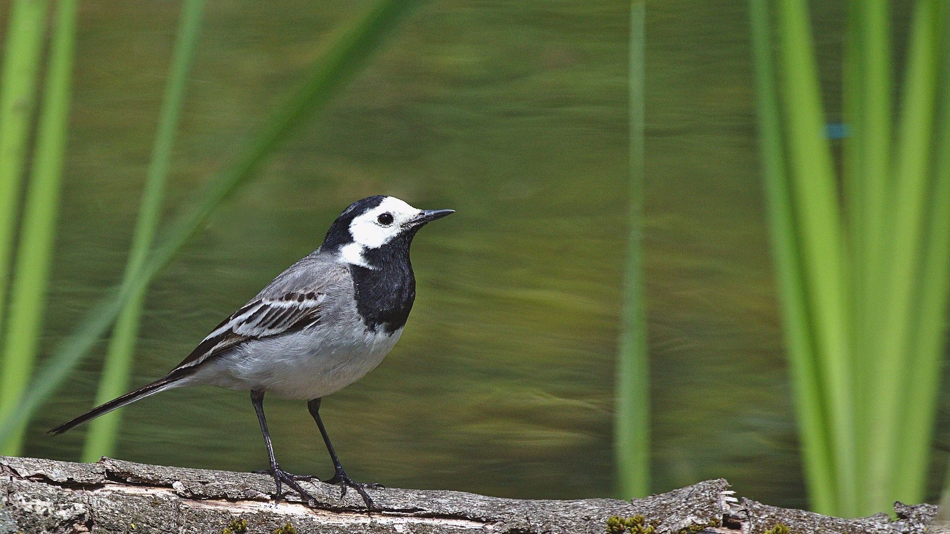 Bachstelze | &copy; Bild von <a href="https://pixabay.com/de/users/derweg-7520060/?utm_source=link-attribution&utm_medium=referral&utm_campaign=image&utm_content=5324866">DerWeg</a> auf <a href="https://pixabay.com/de/?utm_source=link-attribution&utm_medium=referral&utm_campaign=image&utm_content=5324866">Pixabay</a>