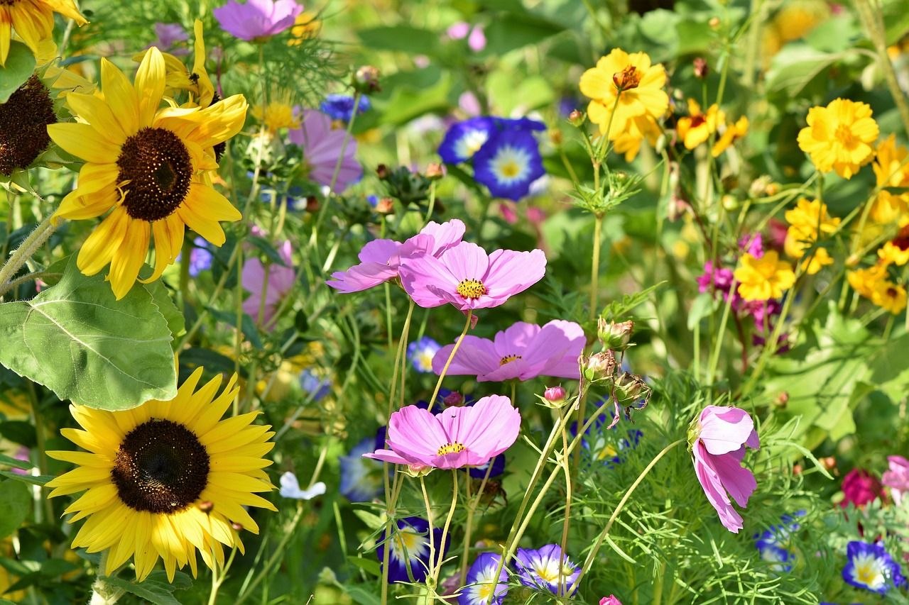 Blumenwiese mit Sonnenblumen  | © Carolin Ruckert